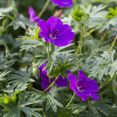 Geranium Tiny Monster