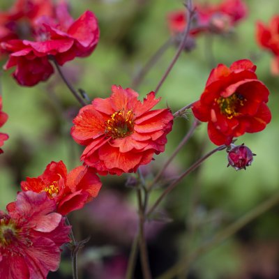 Geum hybr. Fiery Tempest ®, Trädgårdsnejlikrot, P11cm