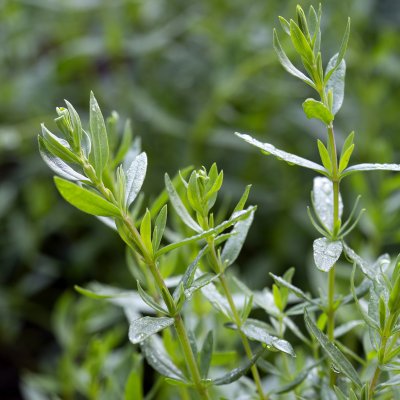 Hyssopus officinalis, Isop