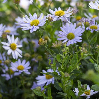 Aster incisus Blue Star