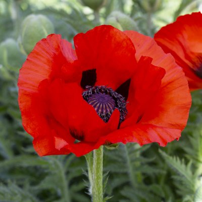 Papaver orientale Allegro, Jättevallmo, C11cm