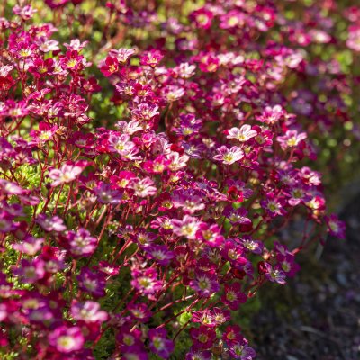 Saxifraga arendsii Peter Pan