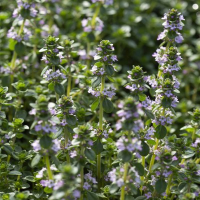 Thymus x citriodorus Lemon Curd