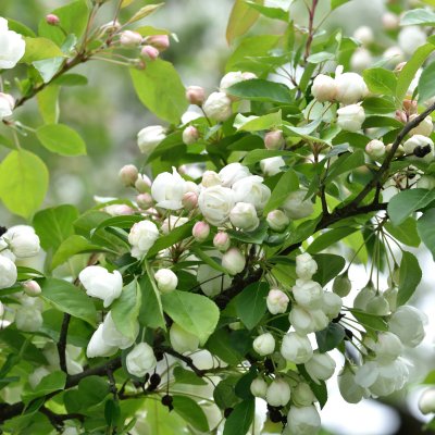 Malus Madonna