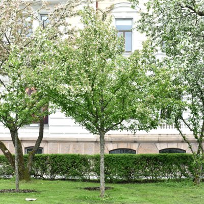 Malus Madonna