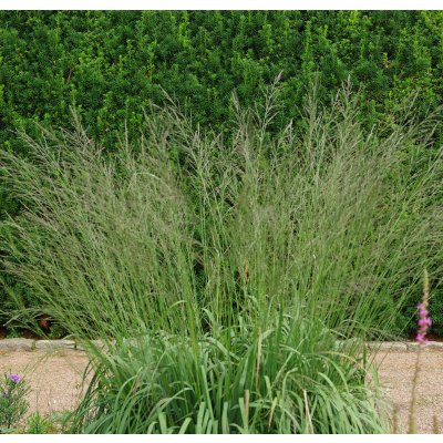 Molinia caerulea subsp. arundinacea Transparent, Jättetåtel, SQ1