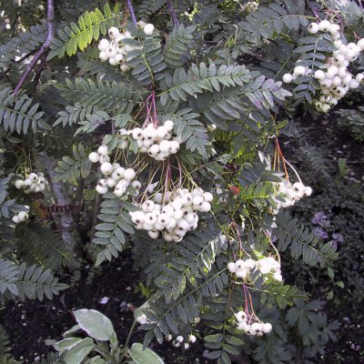 Sorbus koehneana, Pärlrönn, C5