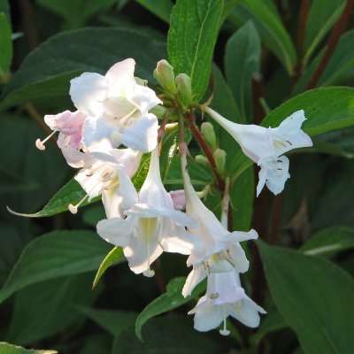 Weigela White Knight