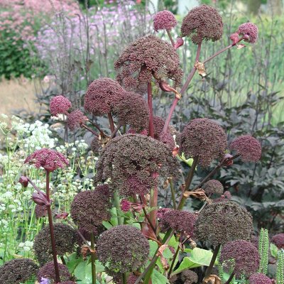 Angelica gigas, Purpurkvanne