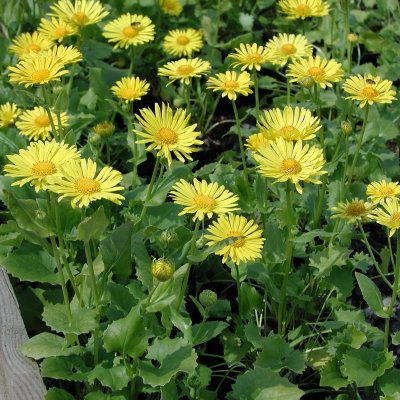 Doronicum orientale, Vårkrage / Gemsrot, P9cm