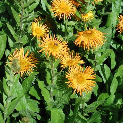 Inula orientalis