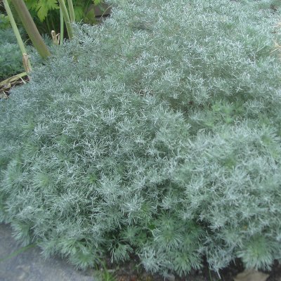 Artemisia schmidtiana Nana, Japansk Malört / Krypmalört