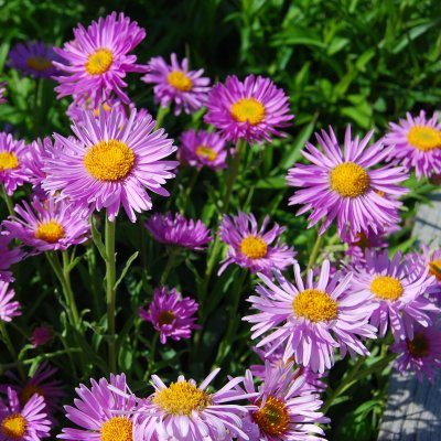 Aster alpinus Happy End, Alpaster