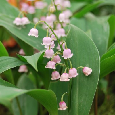 Convallaria majalis Rosea, Liljekonvalj, P9cm