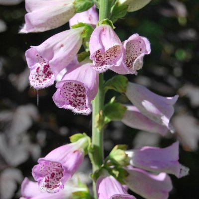 Digitalis purpurea