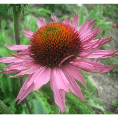 Echinacea purpurea Ruby Giant
