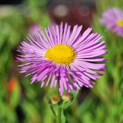 Erigeron speciosus hybr. Rosa Juwel, Praktbinka, P9cm