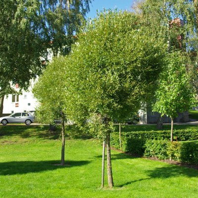 Salix fragalis Bullata