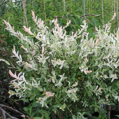 Salix integra Hakuro Nishiki, Japansk Dvärgpil