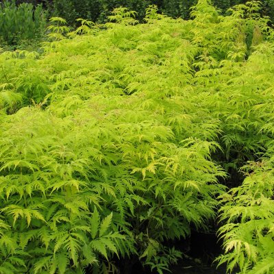 Sambucus racemosa Sutherland Gold, Druvfläder, 50-60 C6