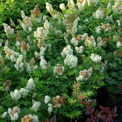 Sorbaria sorbifolia Sem ®, Rönnspirea