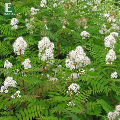 Sorbaria grandiflora Maia E, Liten Rönnspirea