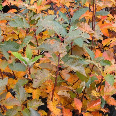 Sorbus mougeotii