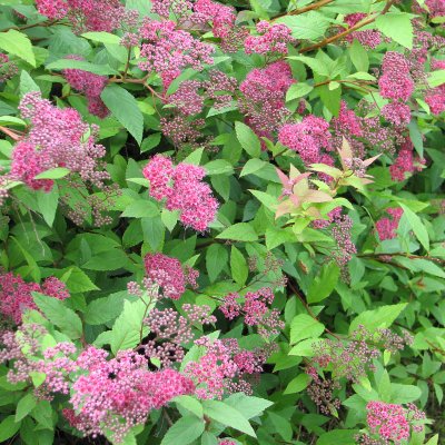 Spiraea japonica Froebelii
