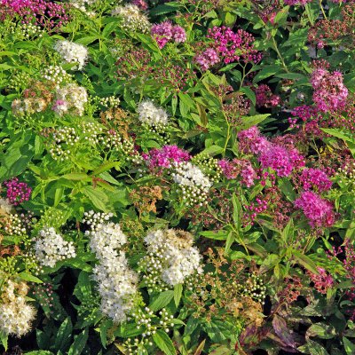 Spiraea japonica Genpei (Shirobana), Praktspirea