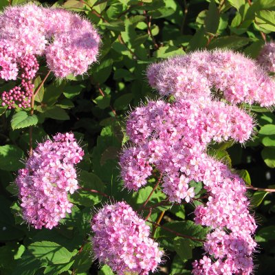 Spiraea japonica Odensala