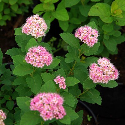 Spiraea splendens, Amerikansk Praktspirea, busk C3,5