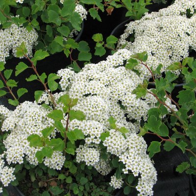 Spiraea trilobata (triloba), Sibirisk Spirea