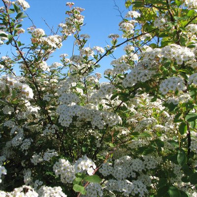 Spiraea x vanhouttei, Bukettspirea