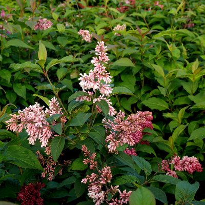 Syringa komarowii ssp. reflexa, Hängsyrén