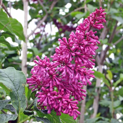 Syringa x prestoniae Redwine, Prestonsyrén