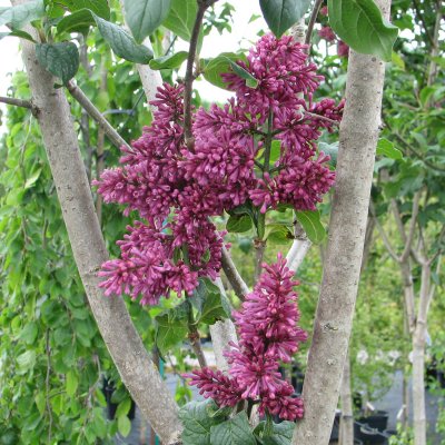 Syringa x prestoniae Redwine, Prestonsyrén