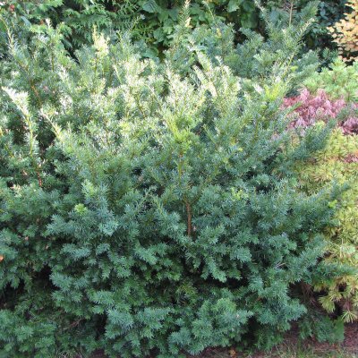 Taxus x media Farmen, Hybrididegran, 40-50 C3,5