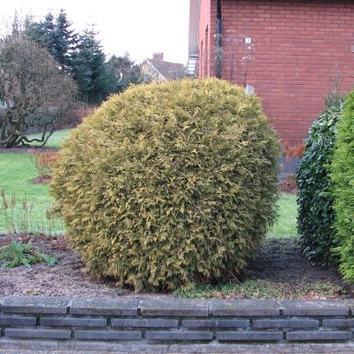 Thuja occidentalis Golden Globe, Klottuja