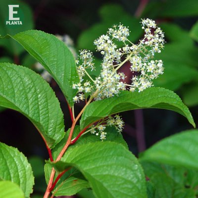 Tripterygium regelii Tiara ® E, Vingfröranka