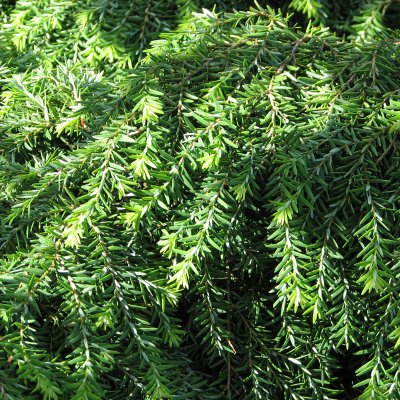 Tsuga canadensis Jeddeloh (Nana), Dvärghemlock