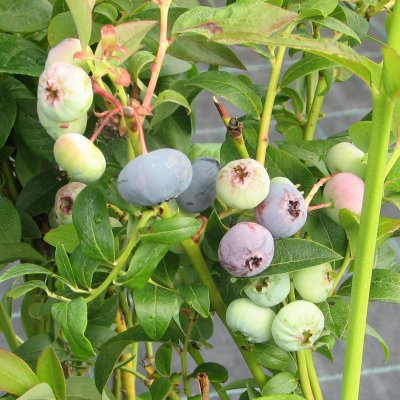 Vaccinium corymbosum Bluecrop, Amerikansk Blåbär
