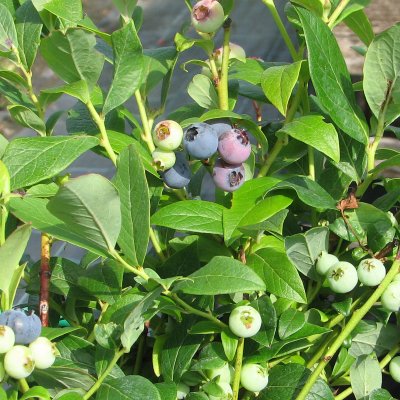 Vaccinium corymbosum Goldtraube 71 (Goldtraube), Amerikansk Blåbär
