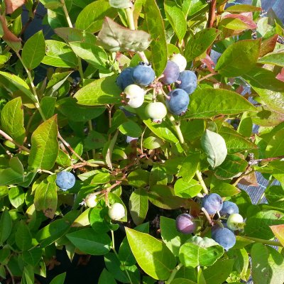 Vaccinium corymbosum Olle ®, Blåbär