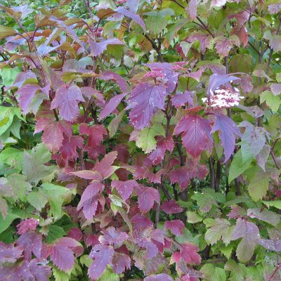 Viburnum sargentii Onondaga, Blodolvon