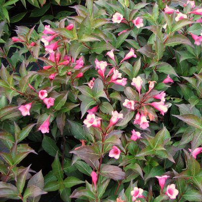 Weigela florida Minuet, Dvärgrosenprakttry