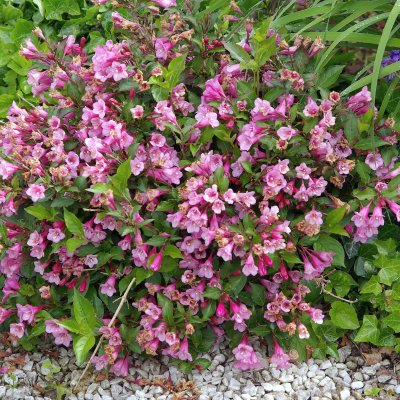 Weigela florida Minuet, Dvärgrosenprakttry