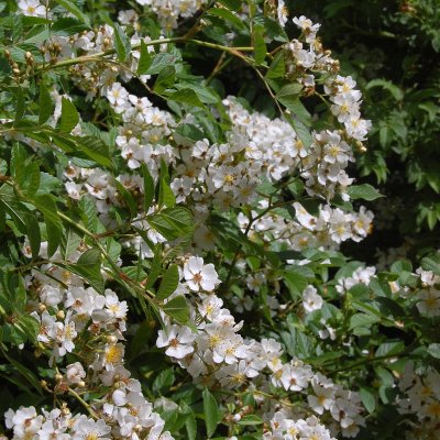 Rosa multiflora