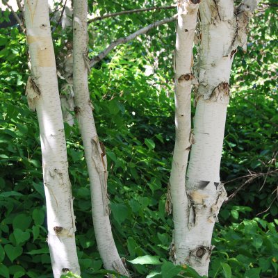 Betula utilis jacquemontii, Himalayabjörk