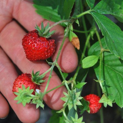 Fragaria vesca Rödluvan, Smultron