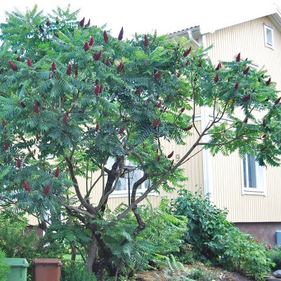 Rhus typhina, Rönnsumak
